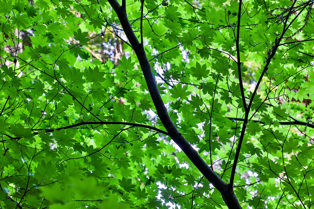 Looking up into vine maple, Stout Grove, Jedediah Smith Redwoods State Park, Northern California