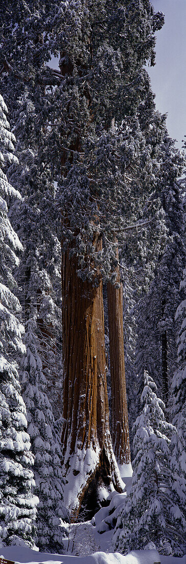 Giant Sequoia tree covered in fresh snow, Sequoia Kings Canyon National Park, California (Large format sizes available)