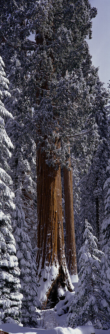 Riesenmammutbaum, bedeckt mit frischem Schnee, Sequoia Kings Canyon National Park, Kalifornien (Großformat verfügbar)