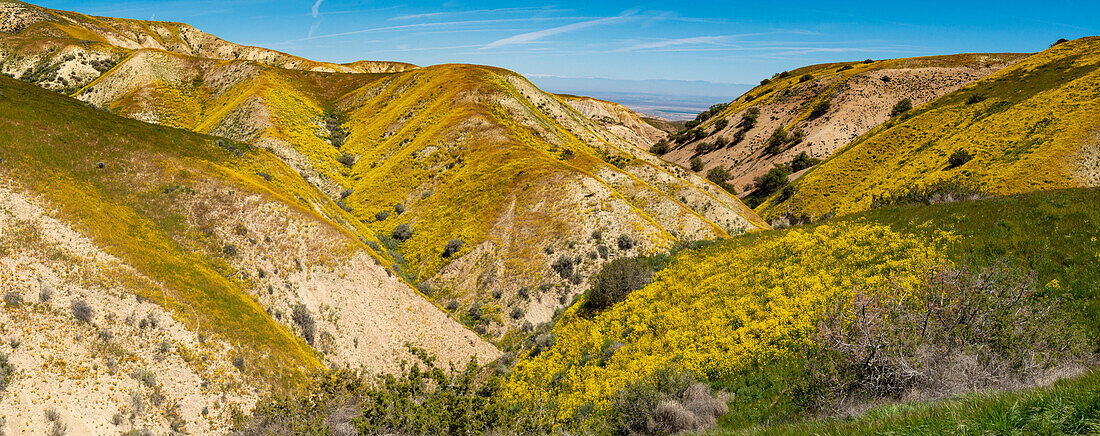 Usa, California. Panoramic landscape of Hillside daisy on hillside, Carrizo Plain National Monument