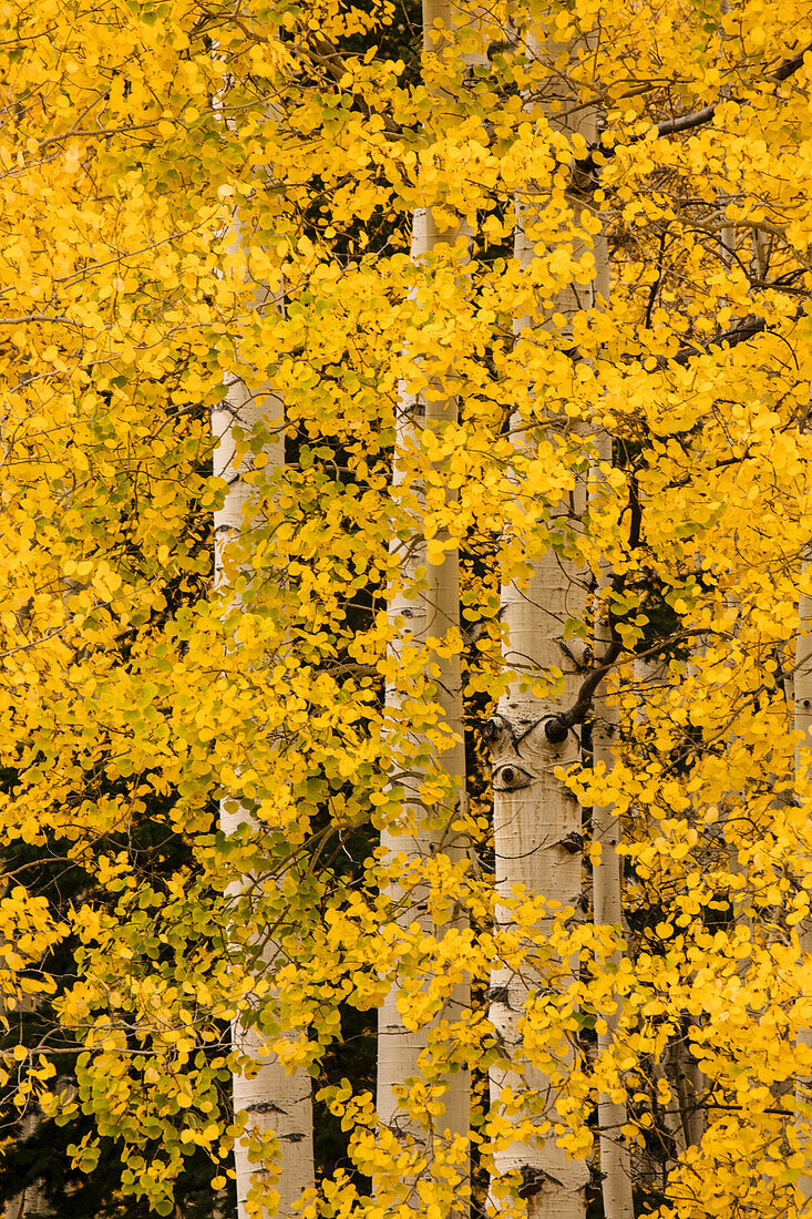 Stand of aspen trees and trunks in fall color, Uncompahgre National Forest, Sneffels Range, Sneffels Wilderness Area, Colorado