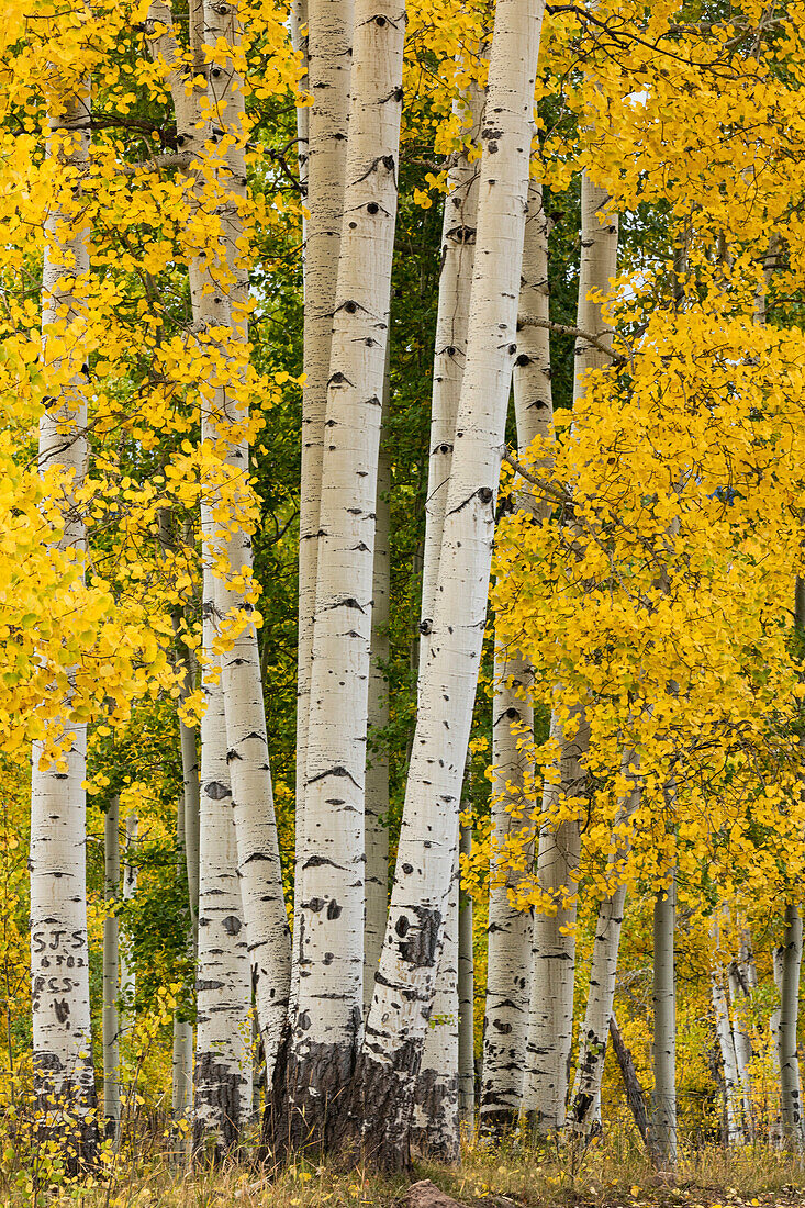 Espenbestand und -stämme in Herbstfärbung, Uncompahgre National Forest, Sneffels Range, Sneffels Wilderness Area, Colorado