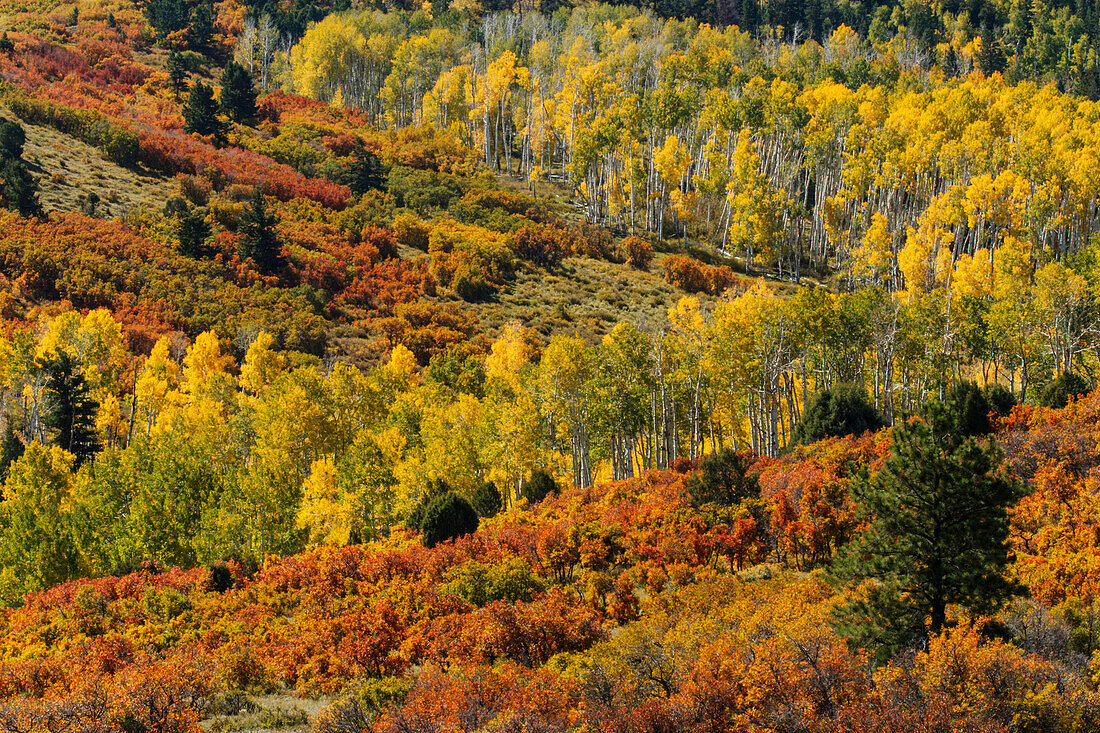 Espen und Herbstfarben vor der Sneffels Range, Uncompahgre National Forest, Colorado