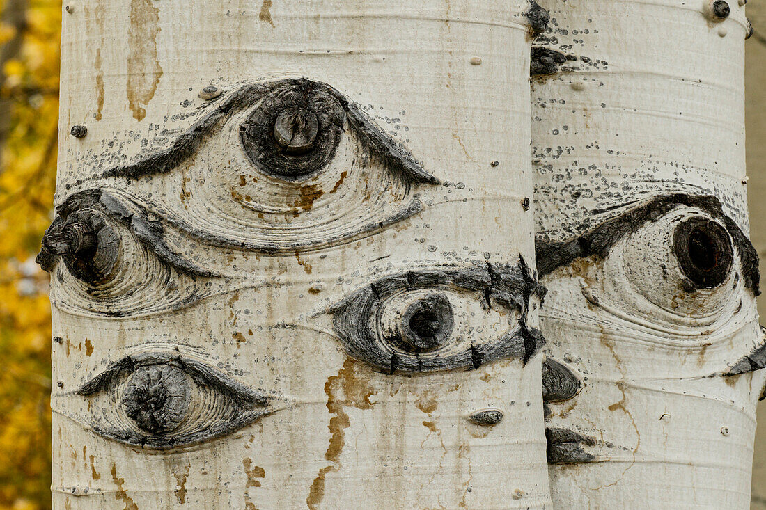 Aspen trunks with knots that look like eye pattern, Uncompahgre National Forest, Colorado