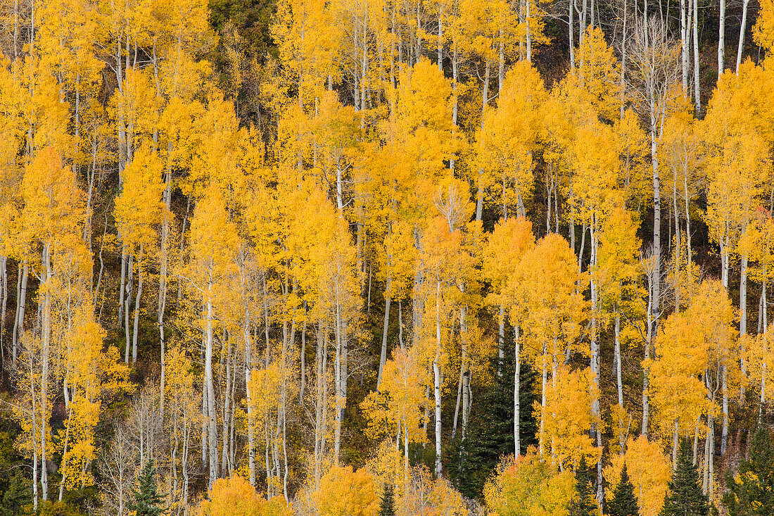 Herbstliche goldene Espenbäume am Berghang, San Juan Mountains, Colorado