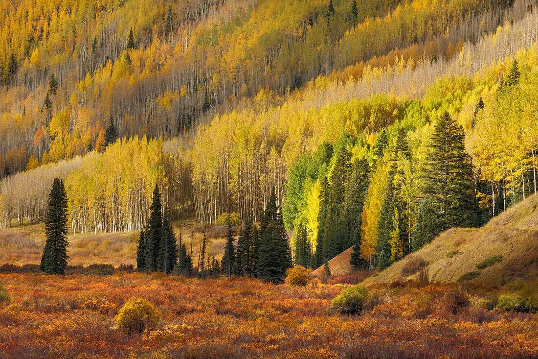 Alpine Wiese, umgeben von schräg stehenden Espenbäumen in Herbstfarben, Uncompahgre National Forest, Colorado