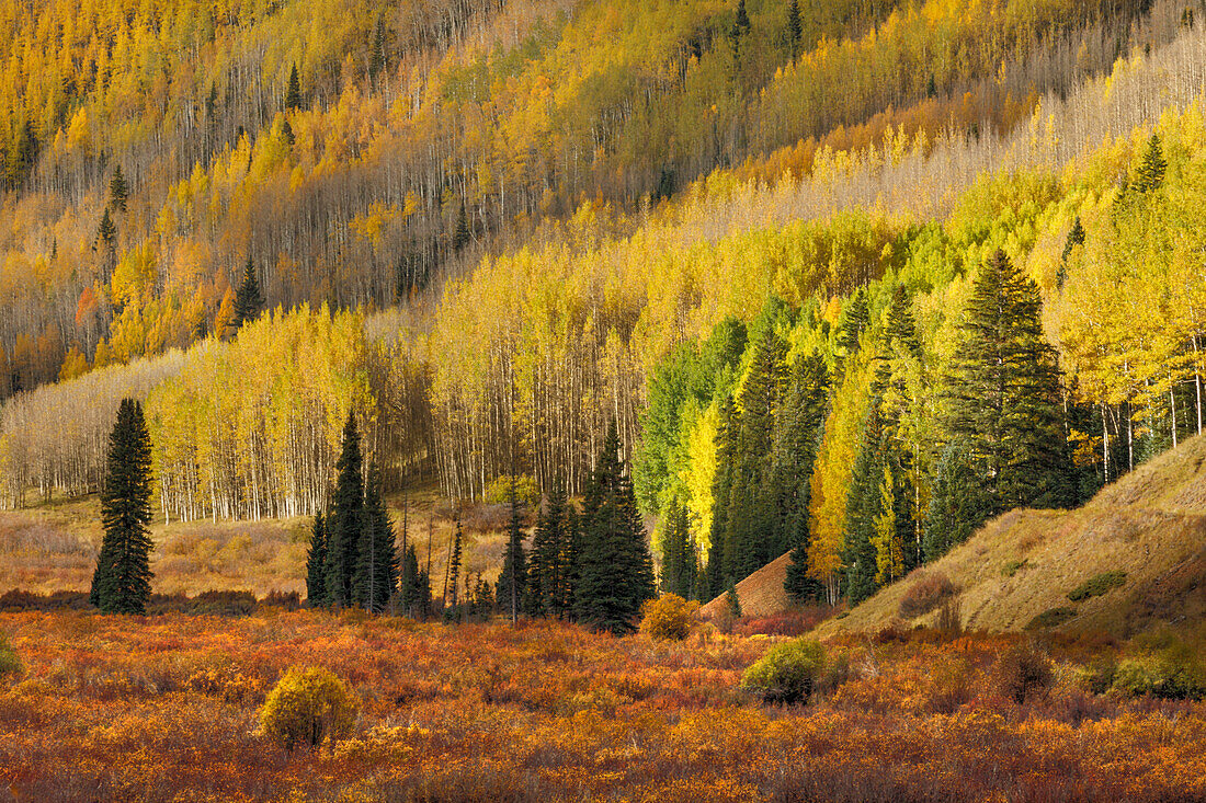 Alpine meadow surrounding by sloping aspen trees in autumn color, Uncompahgre National Forest, Colorado