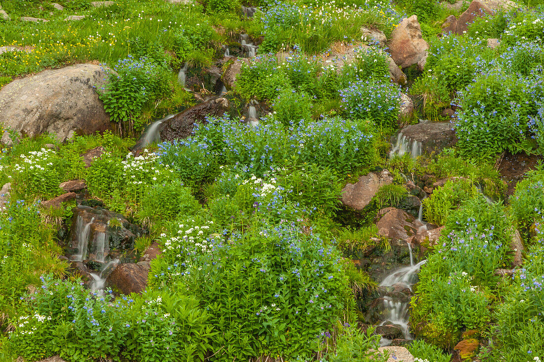USA, Colorado, Rocky Mountain-Nationalpark. Gebirgsbäche und läutende Glocken Wildblumen
