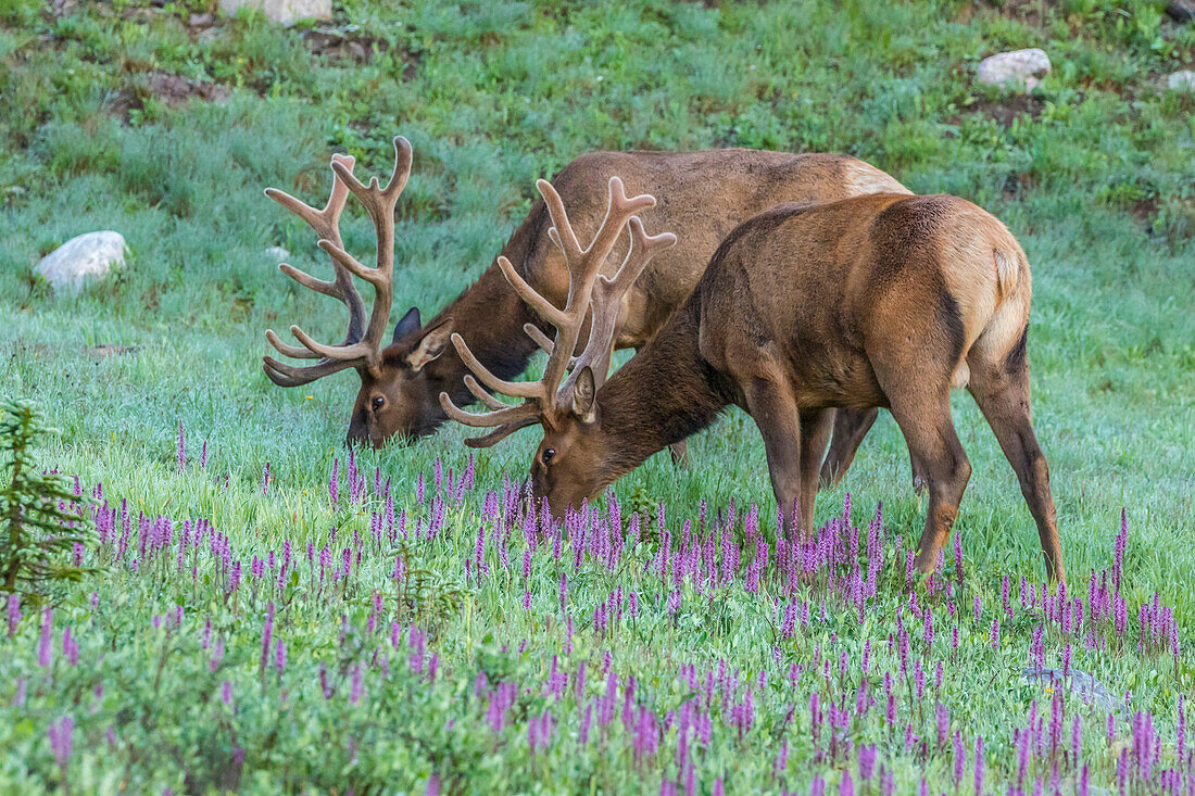 USA, Colorado, Rocky Mountain National Park. Bull elks and little elephant's head flowers
