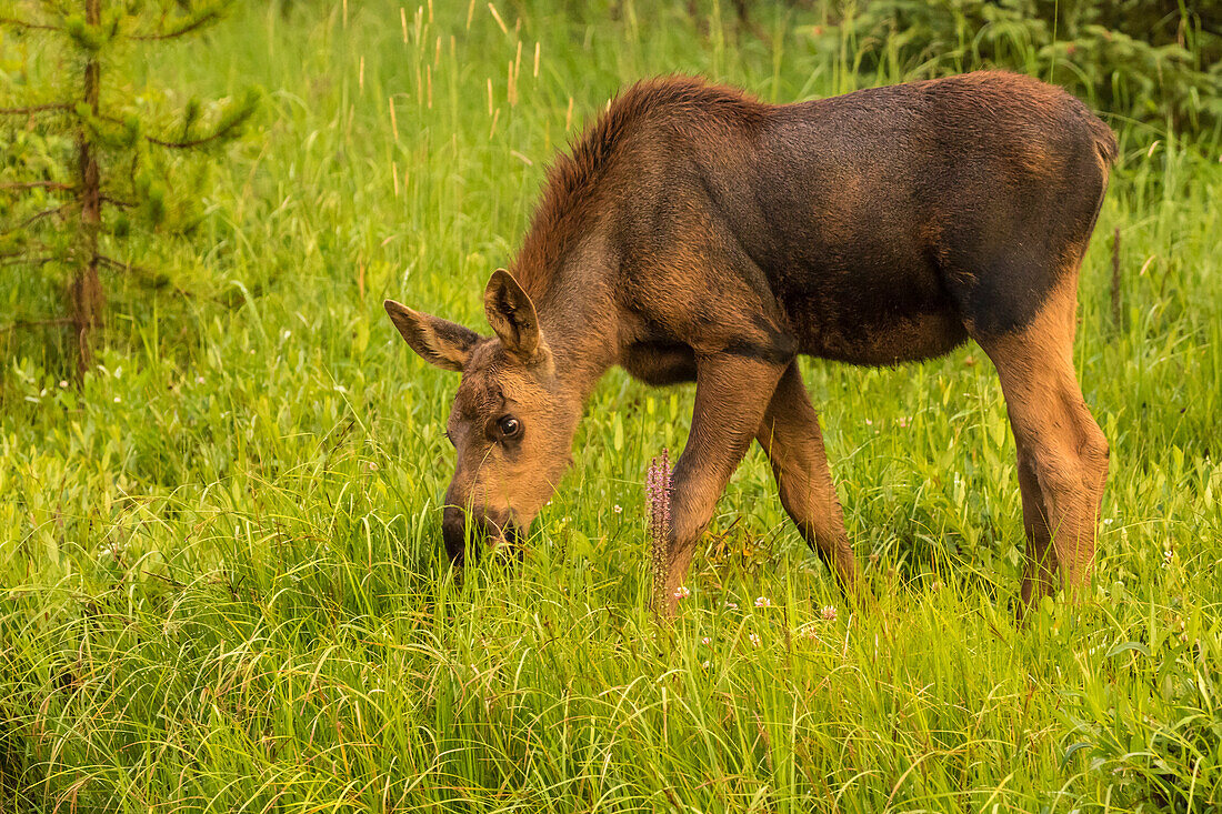 USA, Colorado, Rocky Mountain National Park. Close-up of moose calf