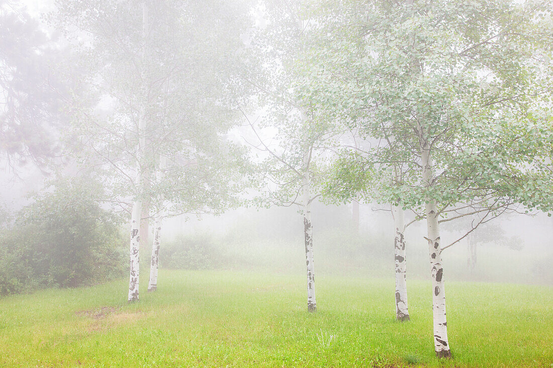 USA, Colorado, Pike National Forest. Nebel hüllt Espenhain ein