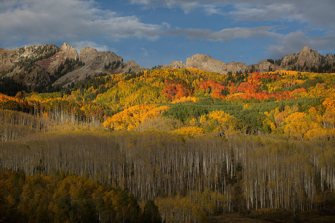 USA, Colorado, Gunnison National Forest. Herbstpracht der Espenbäume