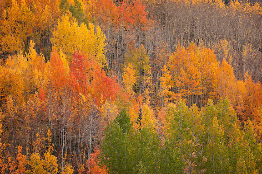 USA, Colorado, Red Mountain Pass. Herbstlich gefärbter Wald