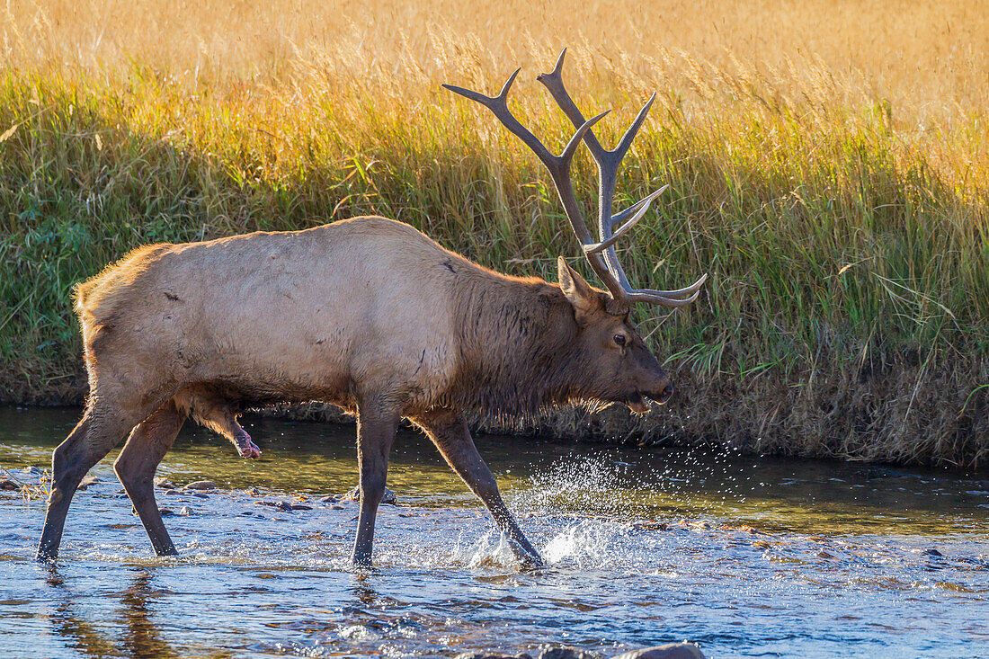 USA, Colorado, Rocky Mountain-Nationalpark. Nahaufnahme eines männlichen Elchs im Bach