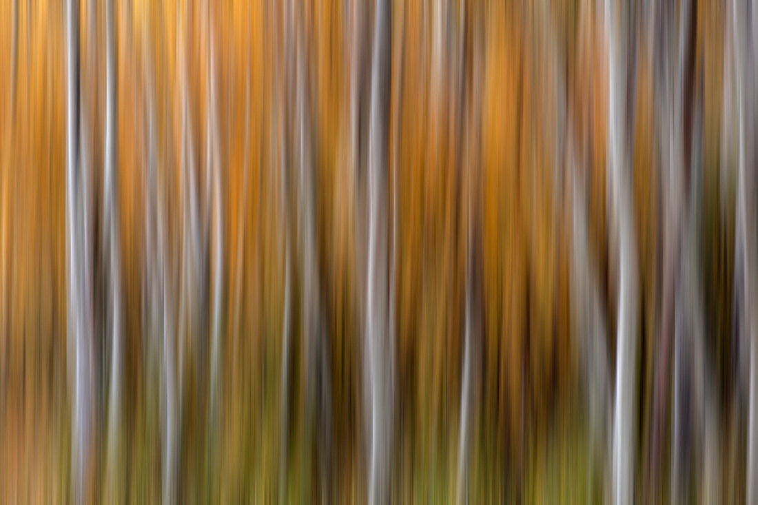 USA, Colorado. Abstract of aspen trees in autumn