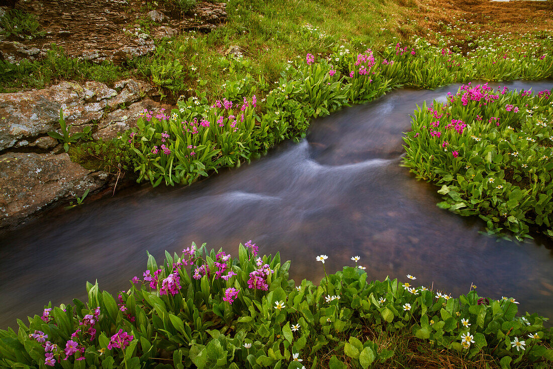 USA, Colorado, San Juan Mountains. Rushing stream and flowers scenic