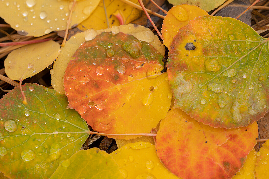 USA, Colorado, Gunnison National Forest. Regentropfen auf gefallenen Espenblättern im Herbst