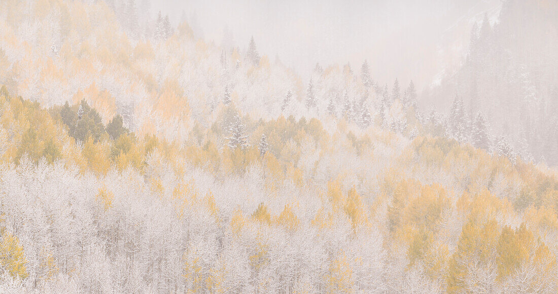 USA, Colorado, San Juan Mountains. Freshly falling snow on aspen forest