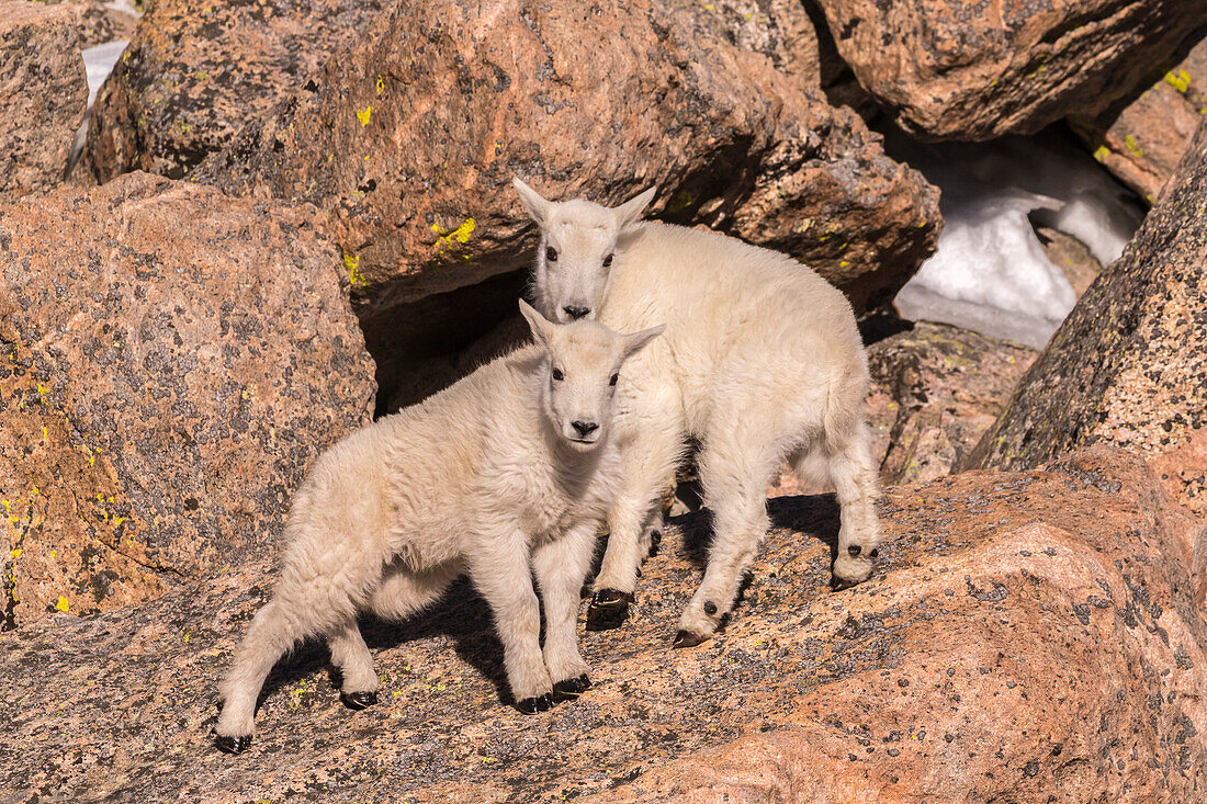 USA, Colorado, Mt. Evans. Junge Bergziegen auf Felsen