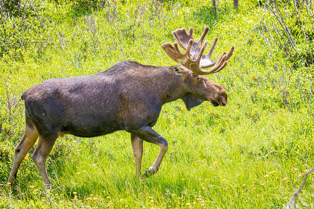 USA, Colorado, Cameron Pass. Bull moose in meadow