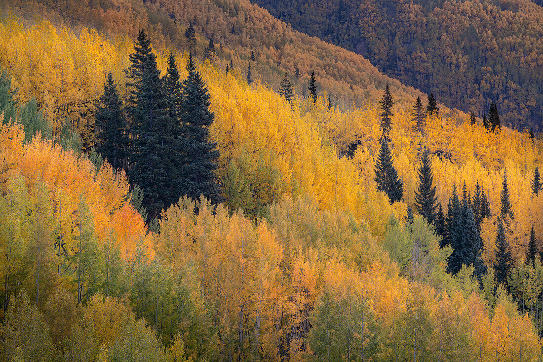 USA, Colorado, Uncompahgre National Forest. Herbstlich gefärbter Espenwald am Berghang.