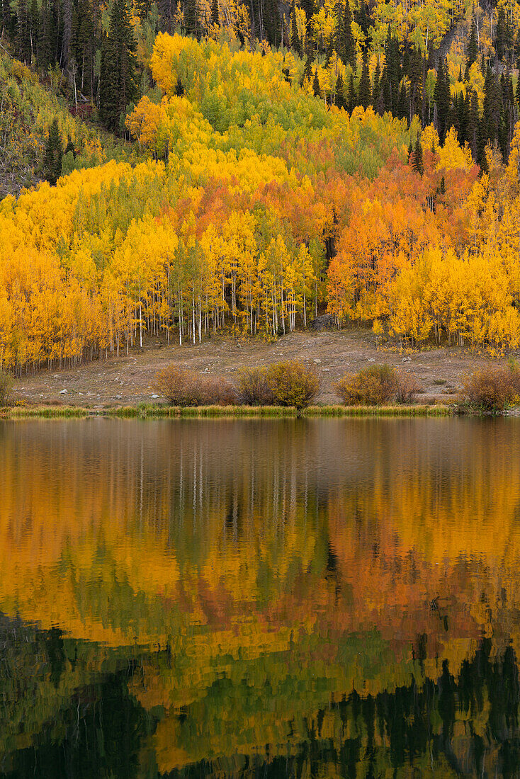 USA, Colorado, Uncompahgre National Forest. Aspen forest reflects in Crystal Lake in autumn.