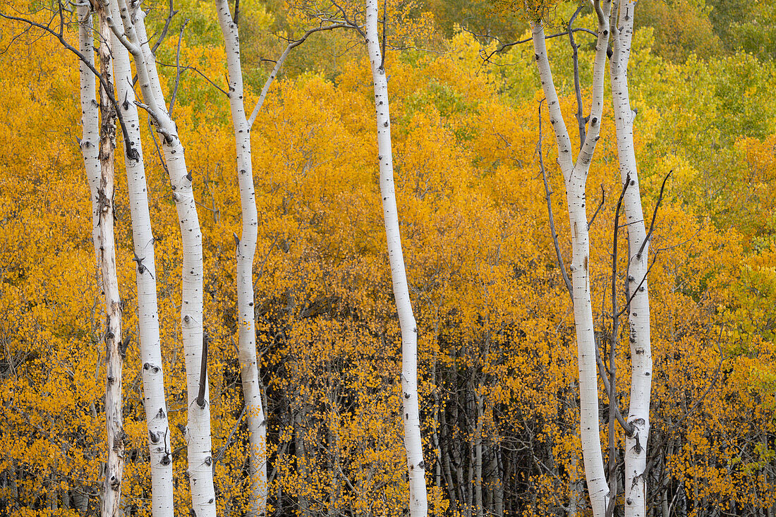 USA, Colorado, White River National Forest. Espenbäume in Herbstfarben.