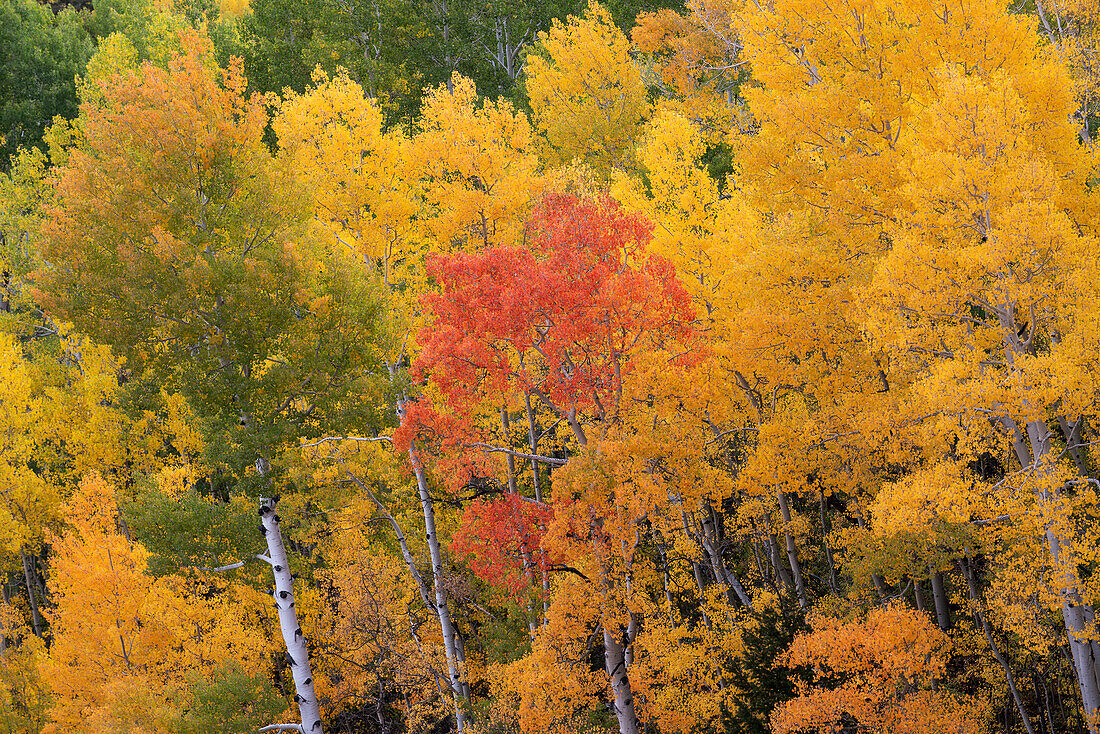 USA, Colorado, Uncompahgre National Forest. Aspen-Hain in Herbstfarben.