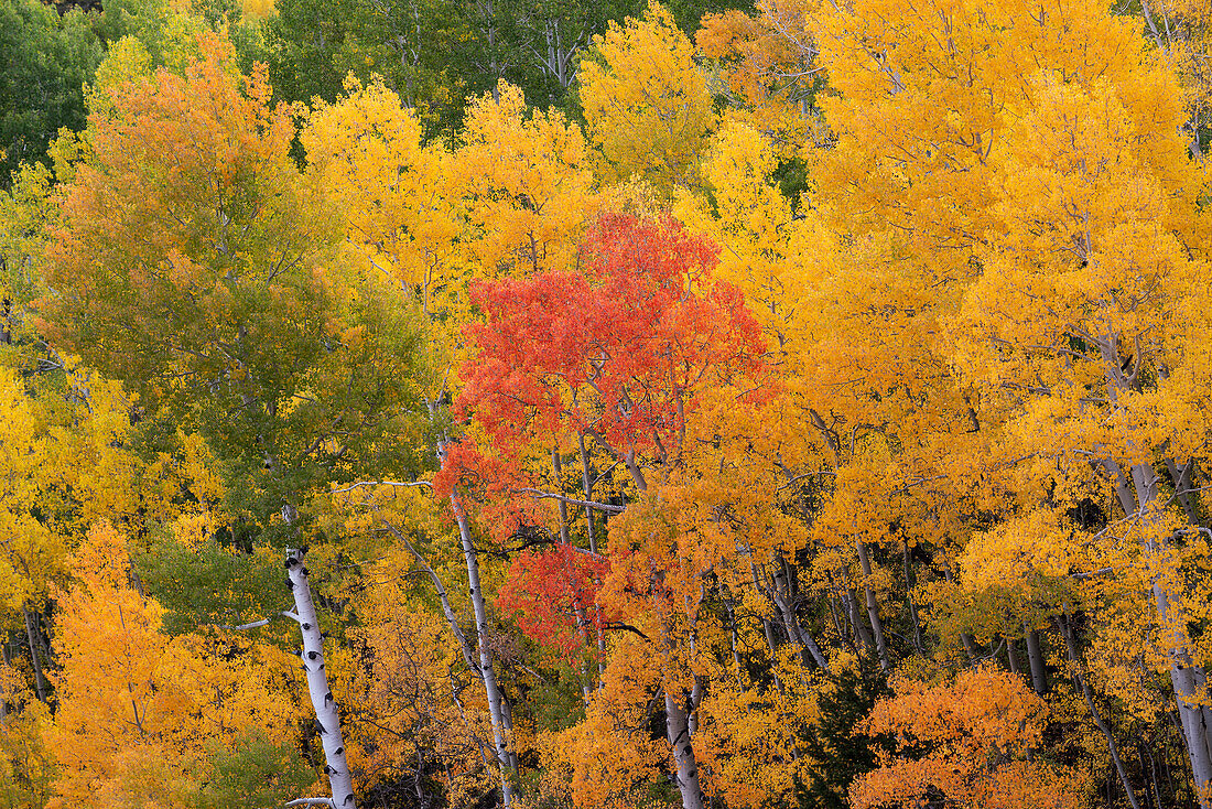 USA, Colorado, Uncompahgre National Forest. Aspen grove in fall colors.
