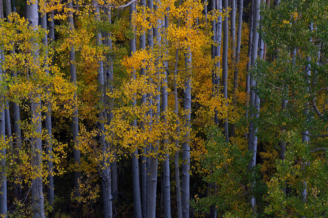 USA, Colorado, Uncompahgre National Forest. Aspen trees in autumn sunset.