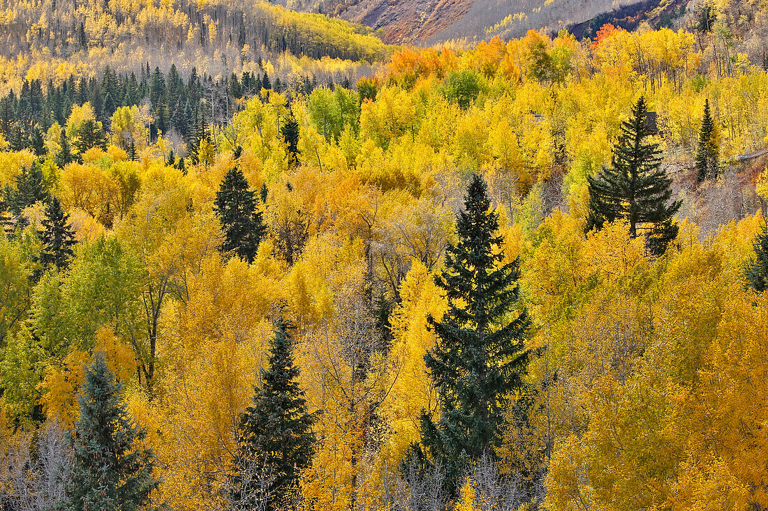 Aspen Grove in leuchtenden goldenen Herbstfarben in der Nähe von Aspen Township, Colorado