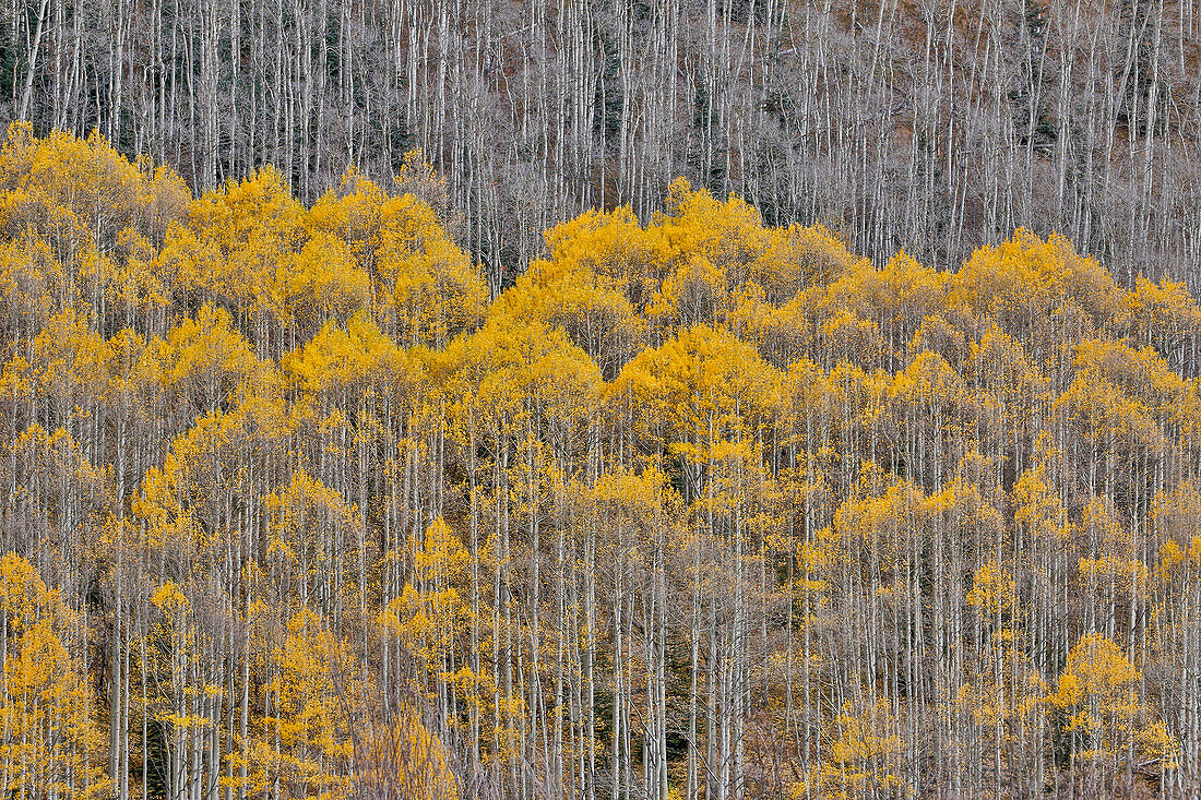 Aspen Grove in glowing golden colors of autumn near Aspen Township, Colorado