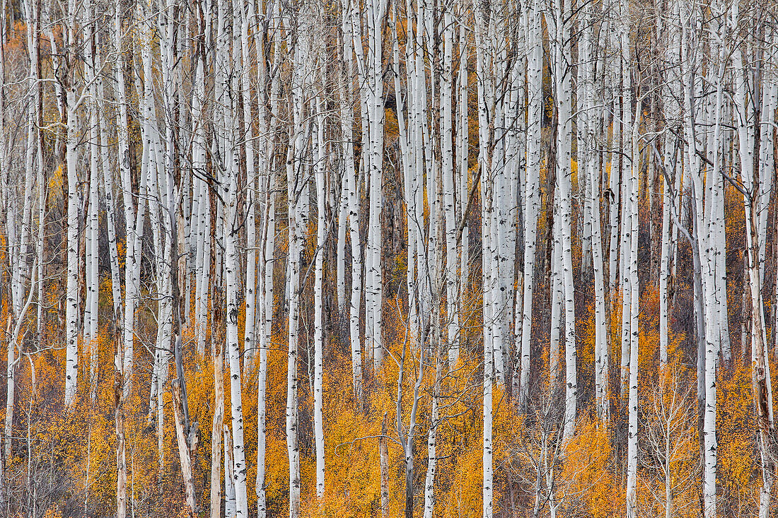 Keebler Pass, Colorado, Fall golden aspens