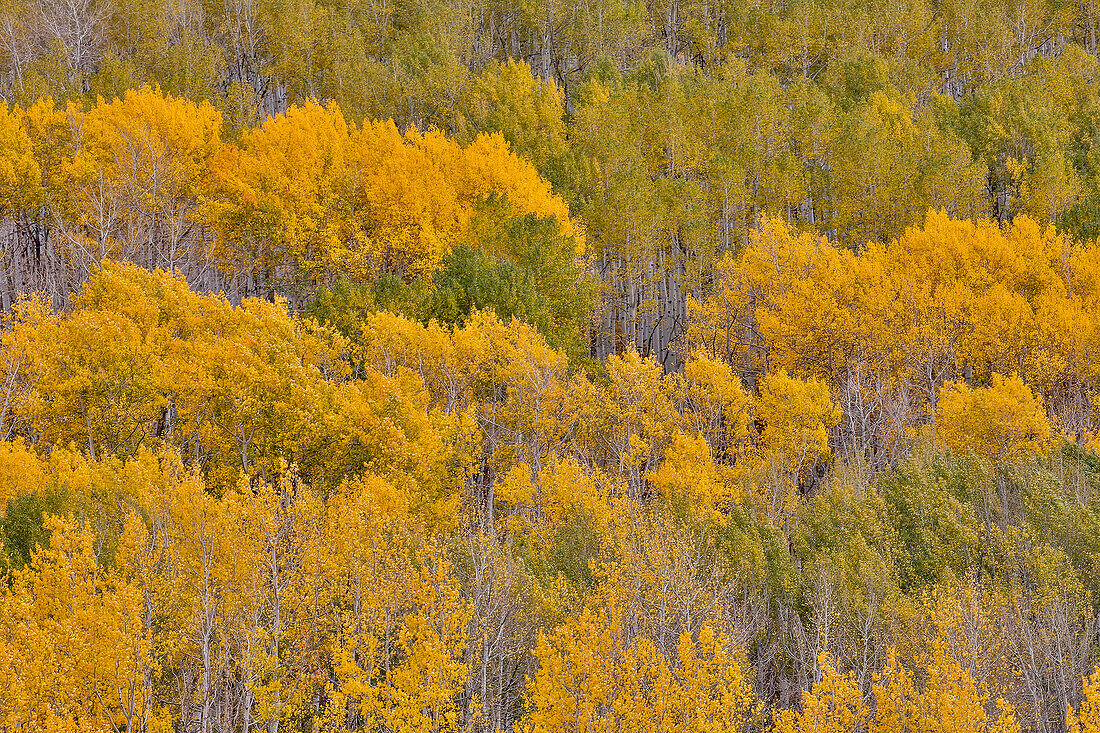 Keebler Pass, Colorado, Fall golden aspens
