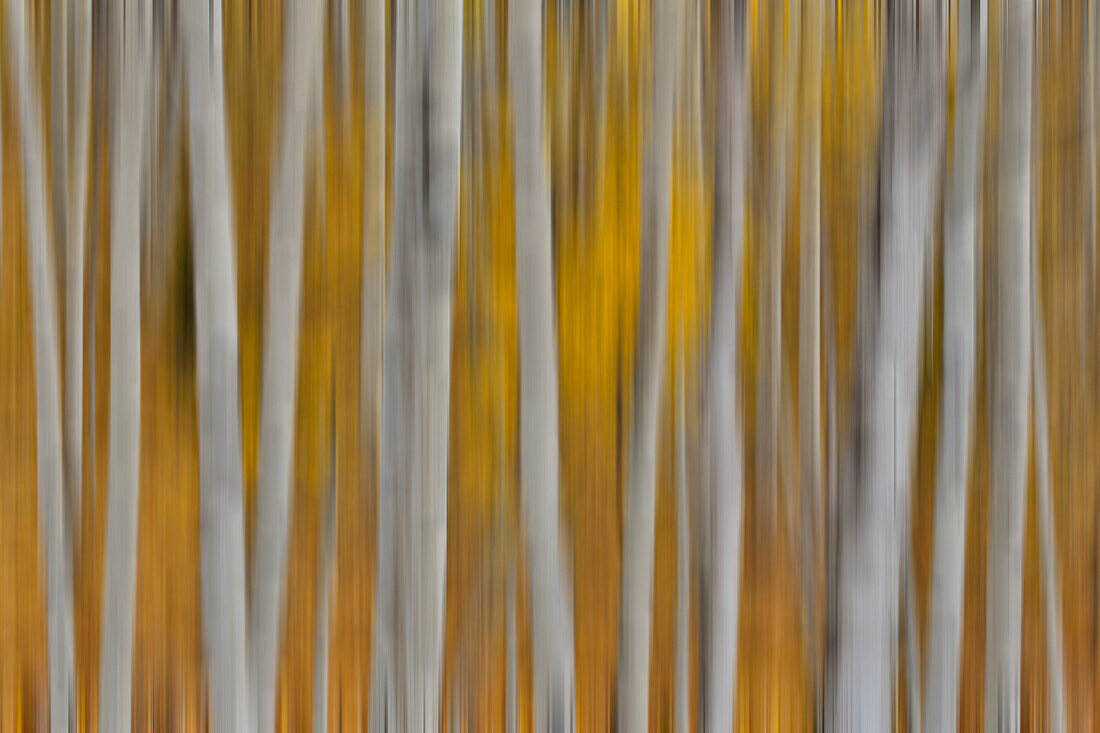 Keebler Pass, Colorado, Fall golden aspens Panning the tree trunks.