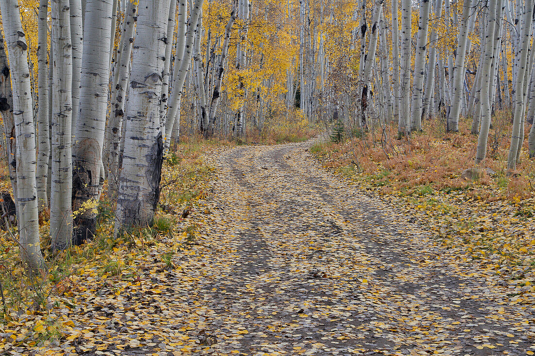 Gefallene Espenblätter im Herbst Keebler Pass, Colorado auf Schotterstraße.