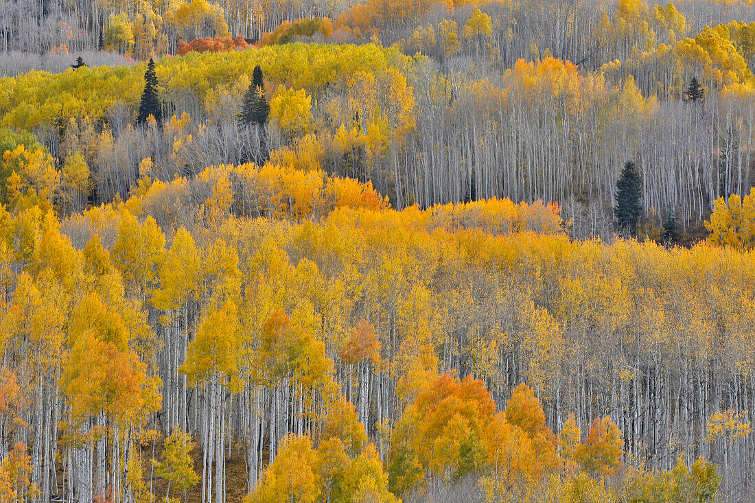 Colorado Rocky Mountains in der Nähe des Keebler Passes Herbstfarben an Espenhainen