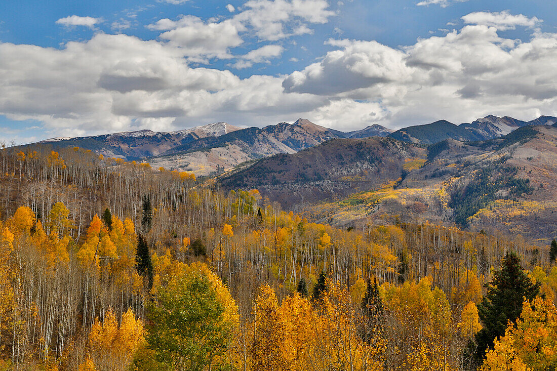 Rocky Mountains, Colorado. Herbstfarben der Espen und Eichen am Keebler Pass, mit dem Berg im Hintergrund