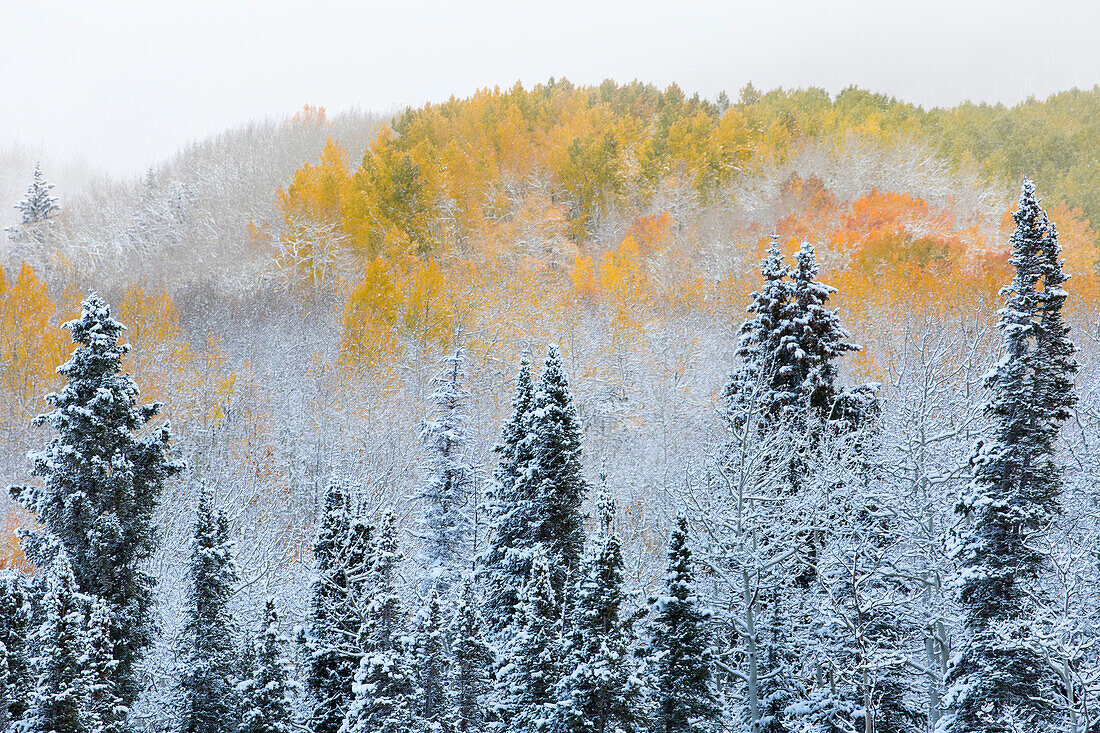 Rocky Mountains, Colorado. Fall Colors of Aspens and fresh snow Keebler Pass