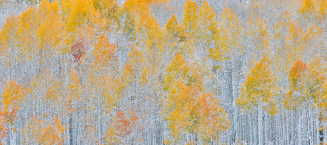Rocky Mountains, Colorado. Herbstfarben der Espen und frischer Schnee Keebler Pass