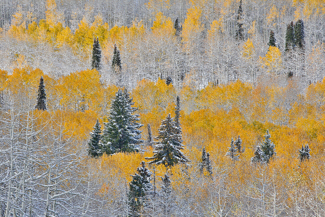 Rocky Mountains, Colorado. Fall Colors of Aspens and fresh snow Keebler Pass