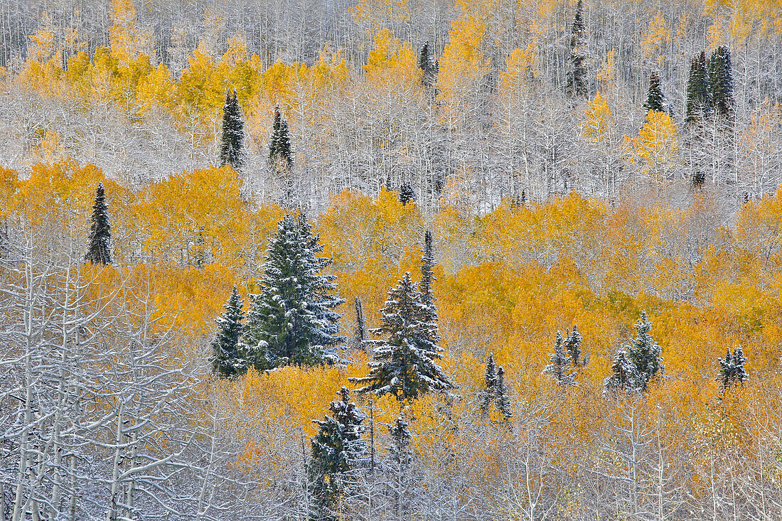 Rocky Mountains, Colorado. Herbstfarben der Espen und Neuschnee Keebler Pass