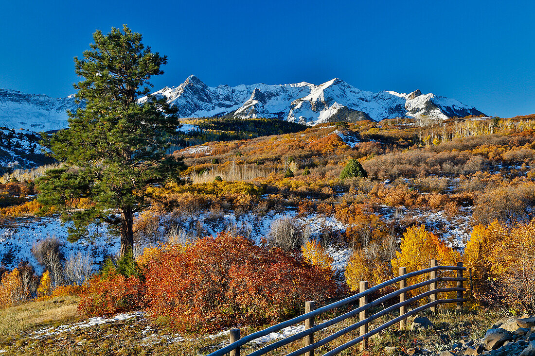 Dallas Mountain and San Juan Mountain Range, Colorado, Autumn colors and aspens glowing gold with wooden fence line