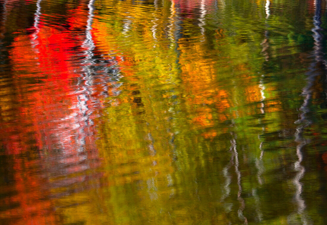 Gekräuselte Spiegelungen des Herbstlaubs im Blackledge Pond, als der Wind das Wasser verwehte