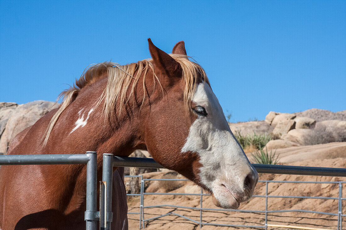 Horse posing