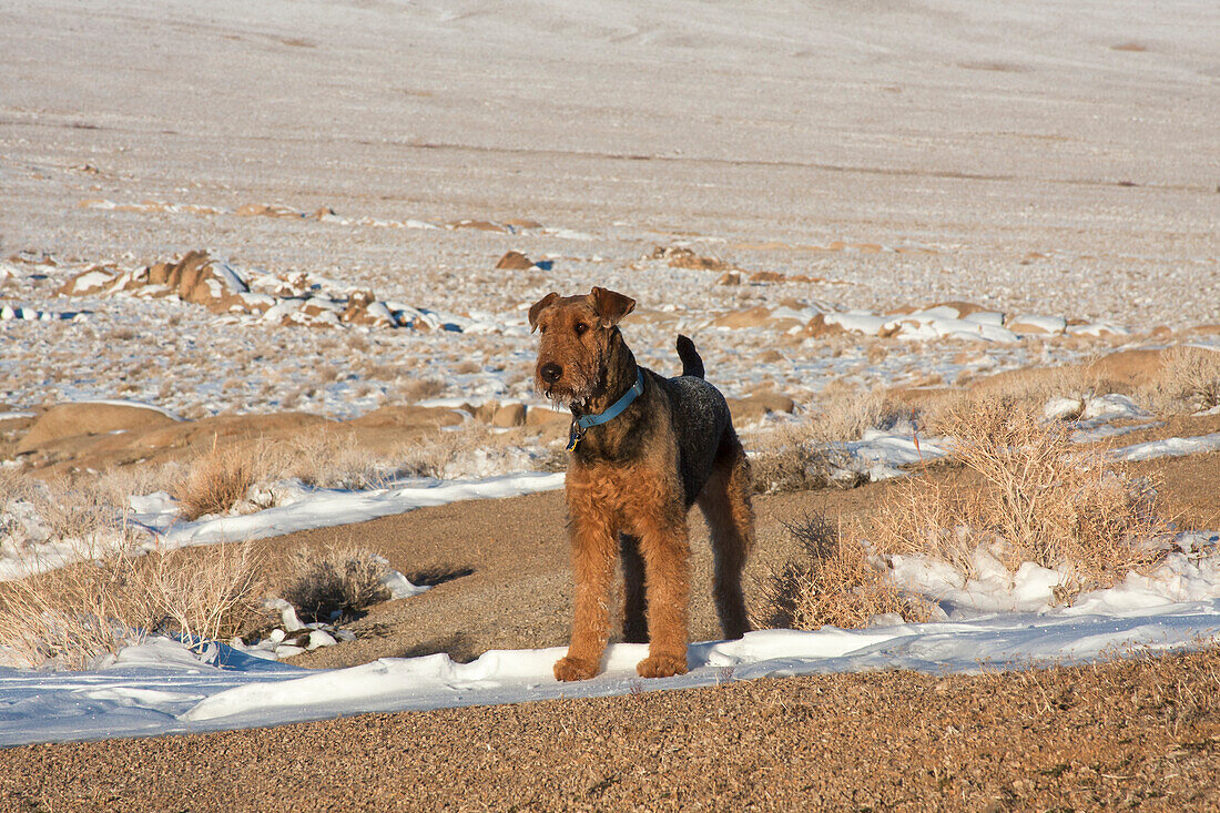 Airedale Terrier steht im Alabama Hills NRA, Kalifornien