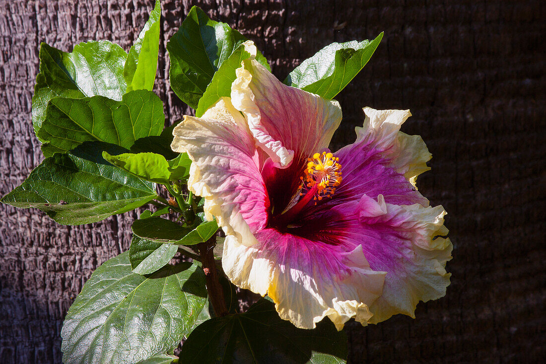 Hibiscus Flower, California