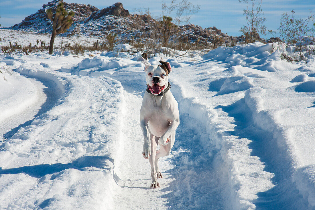 Boxer rennen im Schnee, Kalifornien