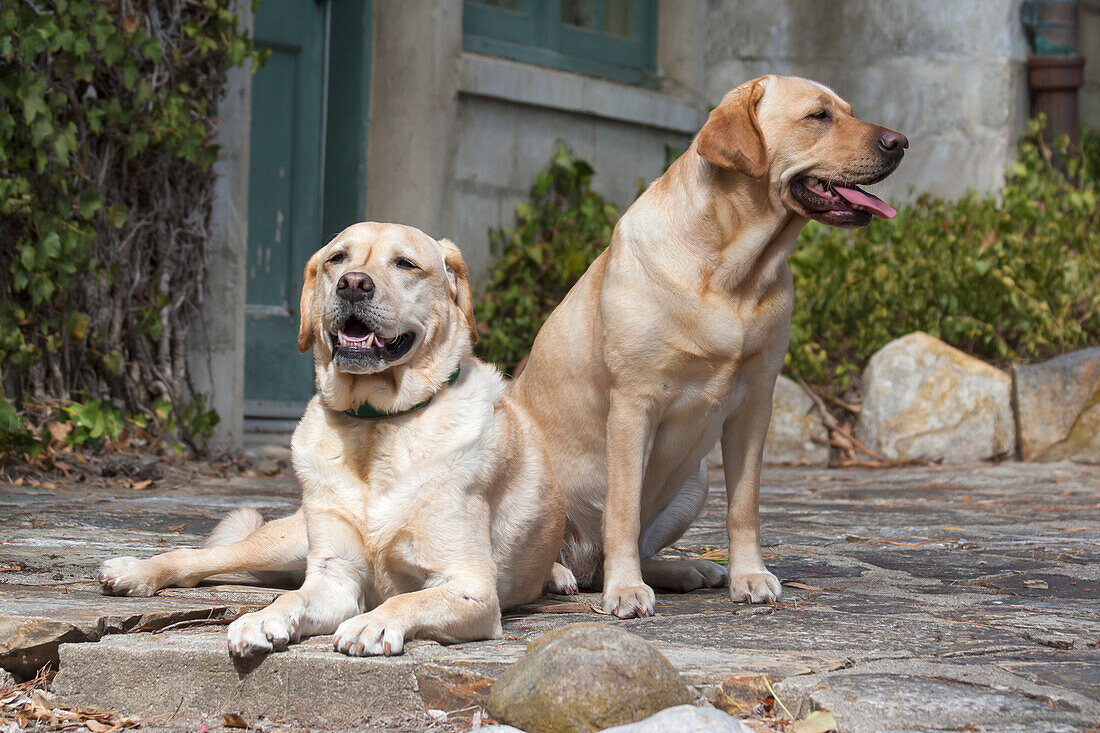 Gelbe Labrador-Retriever sitzen auf einer Felsterrasse