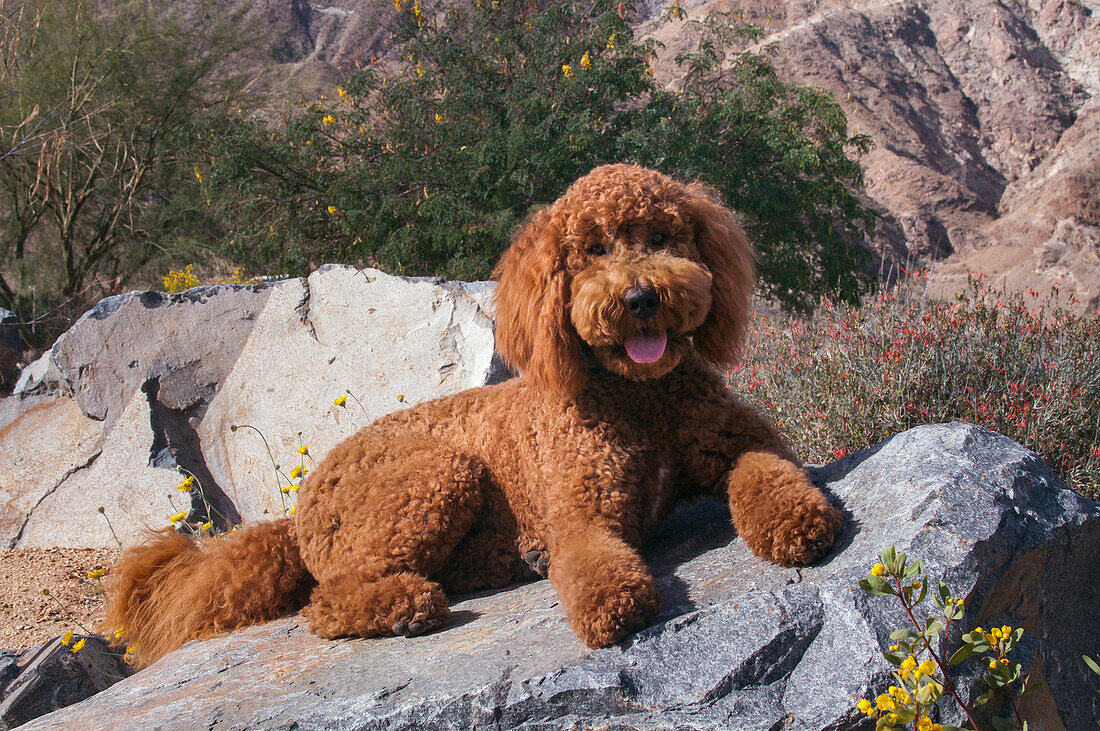 Labradoodle im Wüstengarten